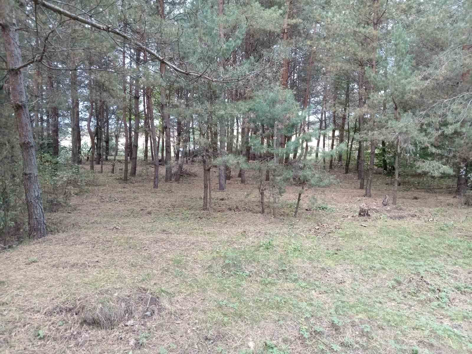 Продаж земельної ділянки 8,5 сотки серед сосен